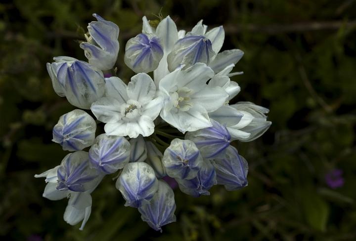 Howell's Triteleia, Triteleia grandiflora howellii.jpg